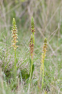 Orchis anthropophora (Orchidaceae)  - Acéras homme-pendu - Man Orchid Aveyron [France] 16/05/2008 - 680m