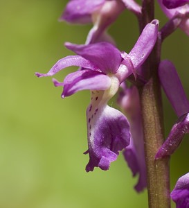 Orchis mascula (Orchidaceae)  - Orchis mâle - Early-purple Orchid Pas-de-Calais [France] 01/05/2008 - 150m