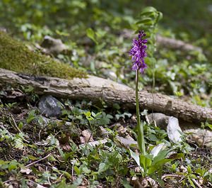 Orchis mascula (Orchidaceae)  - Orchis mâle - Early-purple Orchid Pas-de-Calais [France] 01/05/2008 - 150m