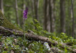 Orchis mascula (Orchidaceae)  - Orchis mâle - Early-purple Orchid Pas-de-Calais [France] 01/05/2008 - 140m