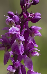 Orchis mascula (Orchidaceae)  - Orchis mâle - Early-purple Orchid Pas-de-Calais [France] 01/05/2008 - 150m