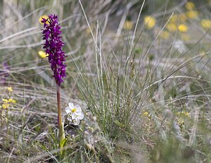 Orchis mascula (Orchidaceae)  - Orchis mâle - Early-purple Orchid Herault [France] 08/05/2008 - 760m