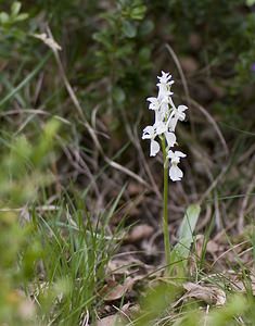 Orchis mascula (Orchidaceae)  - Orchis mâle - Early-purple Orchid Herault [France] 14/05/2008 - 760m