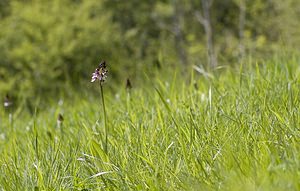 Orchis purpurea (Orchidaceae)  - Orchis pourpre, Grivollée, Orchis casque, Orchis brun - Lady Orchid Pas-de-Calais [France] 01/05/2008 - 150m
