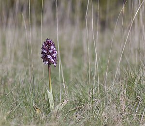 Orchis purpurea (Orchidaceae)  - Orchis pourpre, Grivollée, Orchis casque, Orchis brun - Lady Orchid Herault [France] 08/05/2008 - 760m