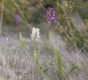 Orchis purpurea (Orchidaceae)  - Orchis pourpre, Grivollée, Orchis casque, Orchis brun - Lady Orchid Aveyron [France] 11/05/2008 - 810m