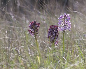 Orchis purpurea (Orchidaceae)  - Orchis pourpre, Grivollée, Orchis casque, Orchis brun - Lady Orchid Aveyron [France] 13/05/2008 - 720mdeux Orchis pourpre en compagnie d'un orchis militaire