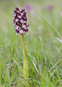 Orchis purpurea (Orchidaceae)  - Orchis pourpre, Grivollée, Orchis casque, Orchis brun - Lady Orchid Aveyron [France] 16/05/2008 - 670m