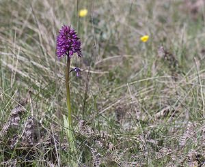 Orchis x angusticruris (Orchidaceae)  - Orchis à souche étroite Herault [France] 08/05/2008 - 720m