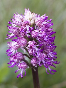 Orchis x angusticruris (Orchidaceae)  - Orchis à souche étroite Aveyron [France] 14/05/2008 - 730m