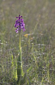 Orchis x hybrida (Orchidaceae)  - Orchis hybrideOrchis militaris x Orchis purpurea. Aveyron [France] 13/05/2008 - 730m