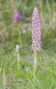 Orchis x spuria (Orchidaceae)  - Orchis bâtardOrchis anthropophora x Orchis militaris. Aveyron [France] 16/05/2008 - 670m