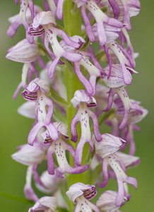 Orchis x spuria (Orchidaceae)  - Orchis bâtardOrchis anthropophora x Orchis militaris. Aveyron [France] 16/05/2008 - 670m