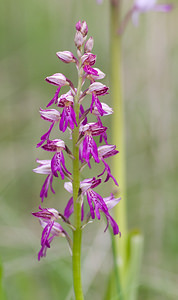 Orchis x spuria (Orchidaceae)  - Orchis bâtardOrchis anthropophora x Orchis militaris. Aveyron [France] 16/05/2008 - 670m