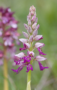 Orchis x spuria (Orchidaceae)  - Orchis bâtardOrchis anthropophora x Orchis militaris. Aveyron [France] 16/05/2008 - 680m