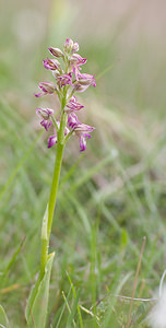 Orchis x spuria (Orchidaceae)  - Orchis bâtardOrchis anthropophora x Orchis militaris. Aveyron [France] 16/05/2008 - 680m