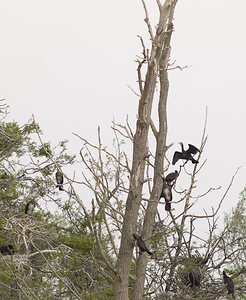 Phalacrocorax carbo (Phalacrocoracidae)  - Grand Cormoran Pas-de-Calais [France] 01/05/2008