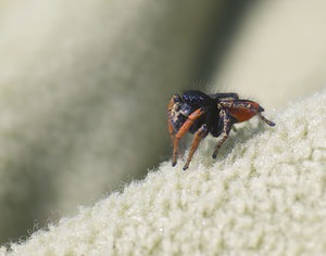 Philaeus chrysops (Salticidae)  - Saltique sanguinolent Aveyron [France] 12/05/2008 - 630msur une polaire