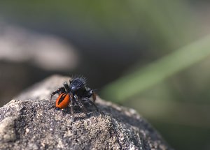 Philaeus chrysops (Salticidae)  - Saltique sanguinolent Aveyron [France] 12/05/2008 - 630m