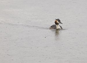 Podiceps cristatus (Podicipedidae)  - Grèbe huppé - Great Crested Grebe Pas-de-Calais [France] 01/05/2008