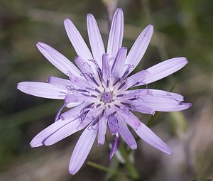 Podospermum purpureum (Asteraceae)  - Podosperme pourpre, Scorsonère pourpre Herault [France] 08/05/2008 - 730m