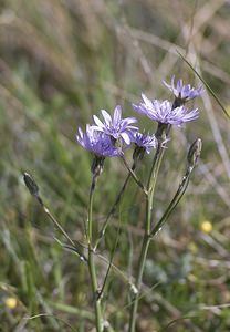 Podospermum purpureum (Asteraceae)  - Podosperme pourpre, Scorsonère pourpre Herault [France] 08/05/2008 - 730m