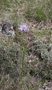 Podospermum purpureum (Asteraceae)  - Podosperme pourpre, Scorsonère pourpre Herault [France] 10/05/2008 - 720m