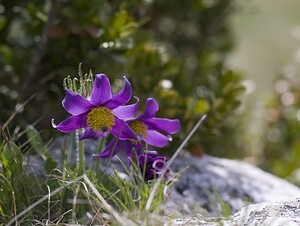 Pulsatilla vulgaris (Ranunculaceae)  - Pulsatille commune, Anémone pulsatille - Pasqueflower Aveyron [France] 11/05/2008 - 810m