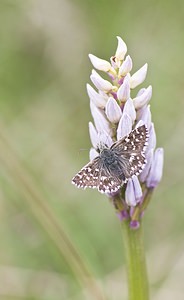 Pyrgus malvoides (Hesperiidae)  - Tacheté austral, Hespérie de l'Aigremoine, Hespérie de la Mauve du Sud Aveyron [France] 13/05/2008 - 640m