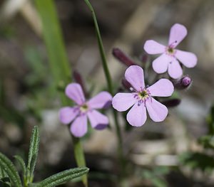 Saponaria ocymoides (Caryophyllaceae)  - Saponaire faux basilic, Saponaire de Montpellier - Rock Soapwort Herault [France] 08/05/2008 - 720m