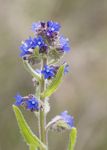 Anchusa officinalis (Boraginaceae)  - Buglosse officinale - Alkanet Nord [France] 21/06/2008