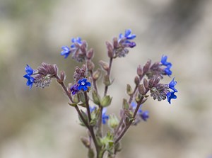 Anchusa officinalis (Boraginaceae)  - Buglosse officinale - Alkanet Nord [France] 21/06/2008