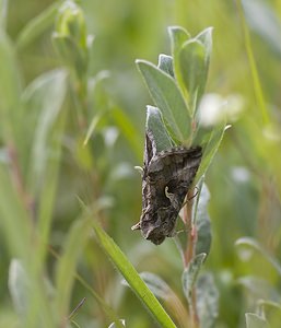 Autographa gamma (Noctuidae)  - Gamma - Silver Y Nord [France] 29/06/2008 - 10m