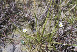 Baldellia ranunculoides (Alismataceae)  - Baldellie fausse Renoncule, Flûteau fausse renoncule - Lesser Water-plantain Nord [France] 29/06/2008 - 10m