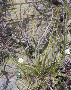 Baldellia ranunculoides (Alismataceae)  - Baldellie fausse Renoncule, Flûteau fausse renoncule - Lesser Water-plantain Nord [France] 29/06/2008 - 10m