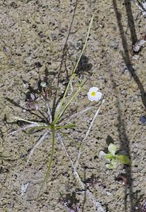 Baldellia ranunculoides (Alismataceae)  - Baldellie fausse Renoncule, Flûteau fausse renoncule - Lesser Water-plantain Nord [France] 29/06/2008 - 10m