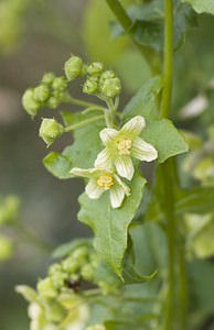 Bryonia dioica (Cucurbitaceae)  - Bryone dioïque - White Bryony Nord [France] 29/06/2008