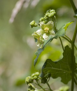 Bryonia dioica (Cucurbitaceae)  - Bryone dioïque - White Bryony Nord [France] 29/06/2008 - 10m