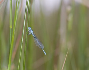 Coenagrion puella (Coenagrionidae)  - Agrion jouvencelle - Azure Damselfly Nord [France] 29/06/2008 - 10m