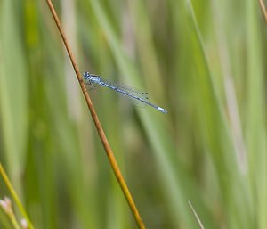 Coenagrion puella (Coenagrionidae)  - Agrion jouvencelle - Azure Damselfly Nord [France] 29/06/2008