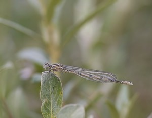 Enallagma cyathigerum (Coenagrionidae)  - Agrion porte-coupe - Common Blue Damselfly Nord [France] 21/06/2008m?le immature