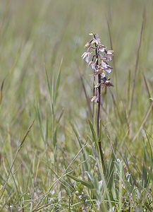Epipactis palustris (Orchidaceae)  - Épipactis des marais - Marsh Helleborine Nord [France] 29/06/2008 - 10m