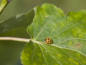 Harmonia axyridis (Coccinellidae)  - Coccinelle asiatique, Coccinelle arlequin - Harlequin ladybird, Asian ladybird, Asian ladybeetle Nord [France] 29/06/2008 - 10m