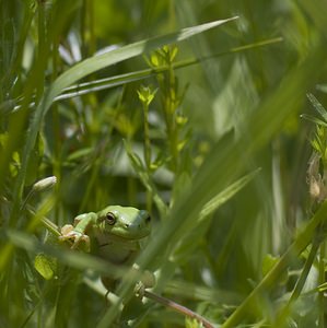 Hyla arborea (Hylidae)  - Rainette verte - Common Tree Frog Pas-de-Calais [France] 14/06/2008 - 10m