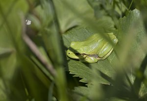 Hyla arborea (Hylidae)  - Rainette verte - Common Tree Frog Pas-de-Calais [France] 14/06/2008 - 10m