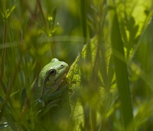 Hyla arborea (Hylidae)  - Rainette verte - Common Tree Frog Pas-de-Calais [France] 14/06/2008 - 10m