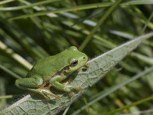 Hyla arborea (Hylidae)  - Rainette verte - Common Tree Frog Pas-de-Calais [France] 14/06/2008 - 10m