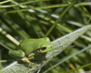 Hyla arborea (Hylidae)  - Rainette verte - Common Tree Frog Pas-de-Calais [France] 14/06/2008 - 10m