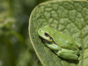 Hyla arborea (Hylidae)  - Rainette verte - Common Tree Frog Pas-de-Calais [France] 14/06/2008 - 10m