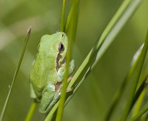 Hyla arborea (Hylidae)  - Rainette verte - Common Tree Frog Pas-de-Calais [France] 14/06/2008 - 10m